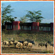 Amboseli Serena Lodge 4/5* 